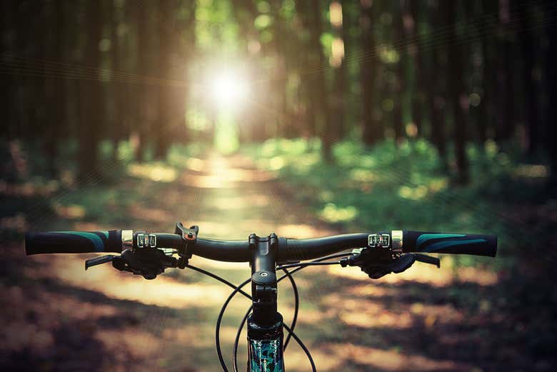 Bicicletta in un sentiero boscoso