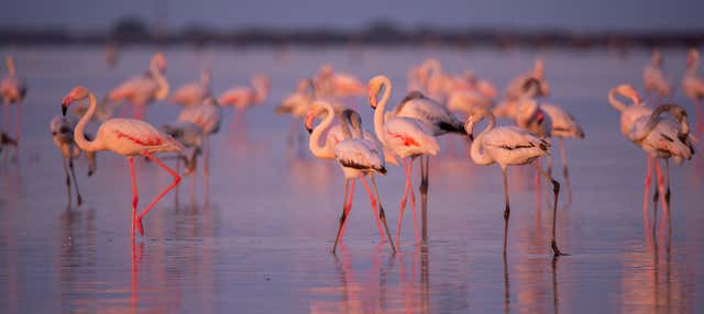 Avistamiento de flamencos en el Delta del Ebro al atardecer