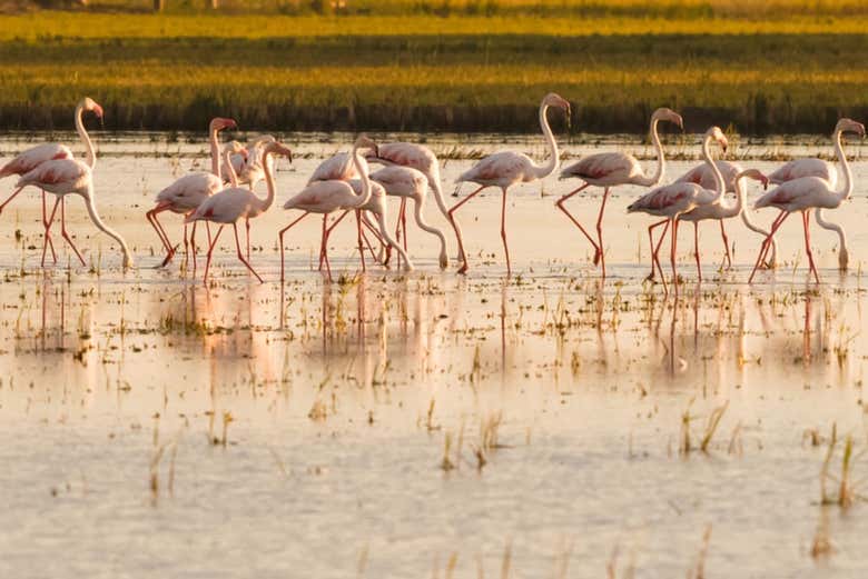 Fenicotteri del Delta dell'Ebro