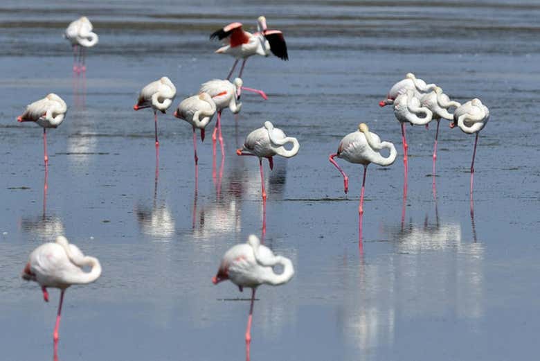 Fenicotteri in una laguna del Delta dell'Ebro