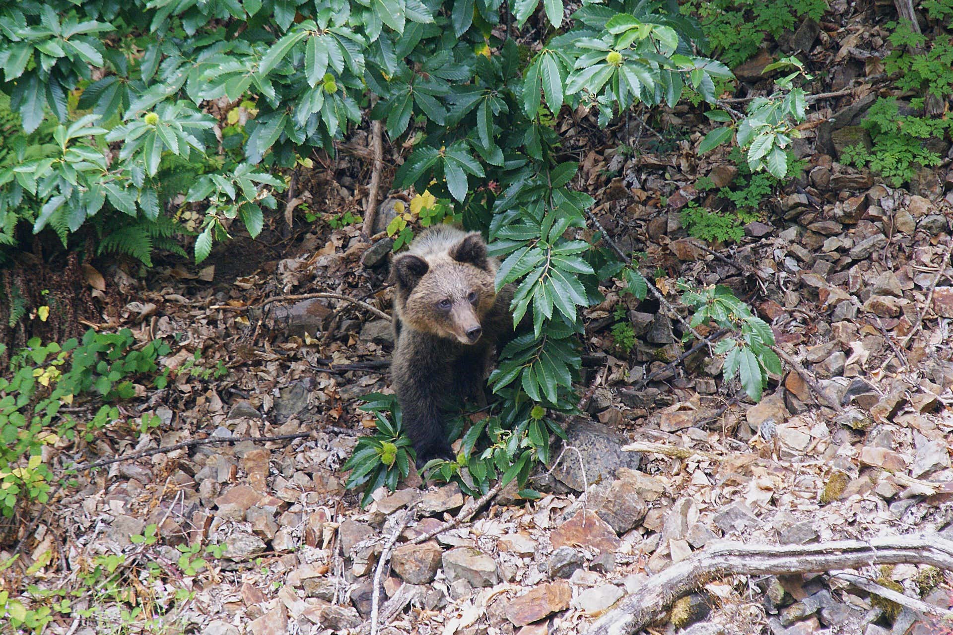 Avistamiento de oso pardo cantábrico en Asturias