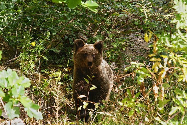 Ours brun européen