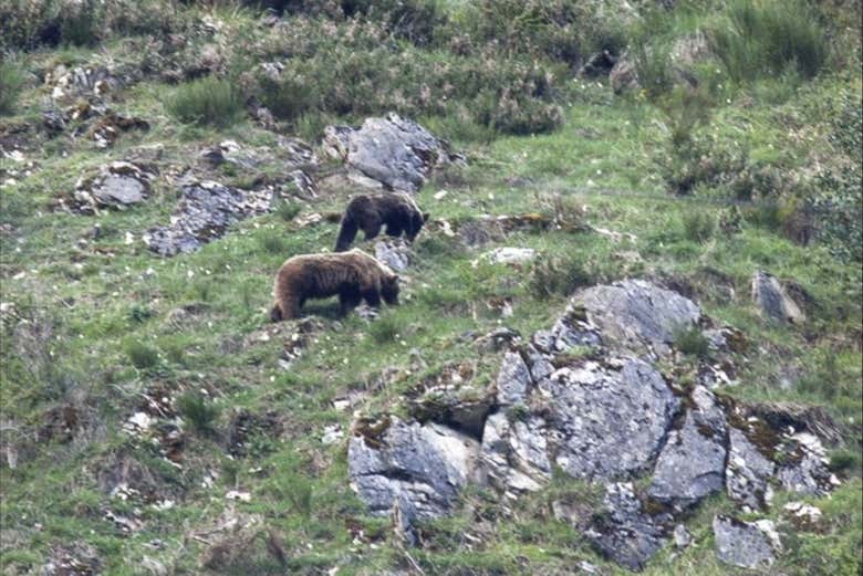Observation d'un couple d'ours bruns européens