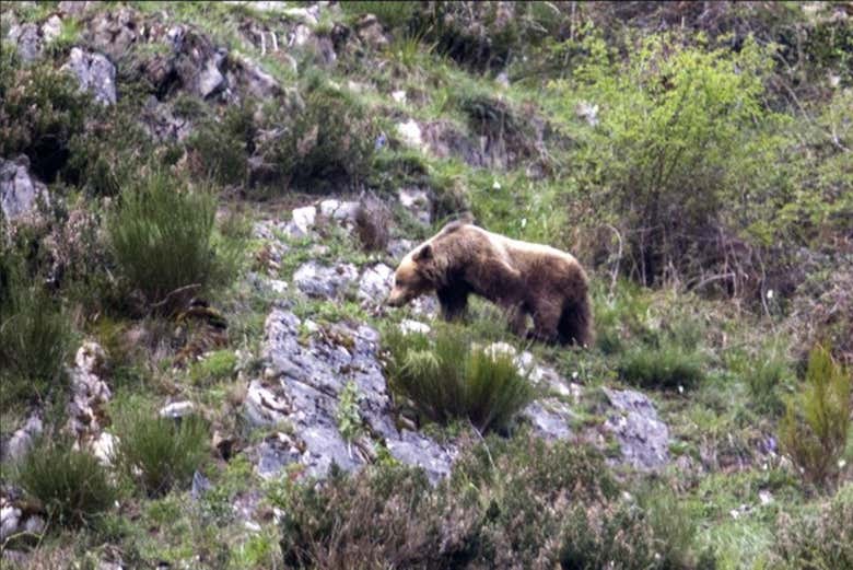 Ours brun de Somiedo