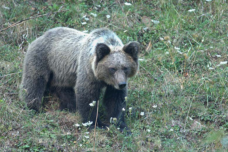 Oso pardo en el Parque Natural de Somiedo