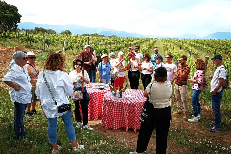 Le groupe dans les vignobles d'Idrias