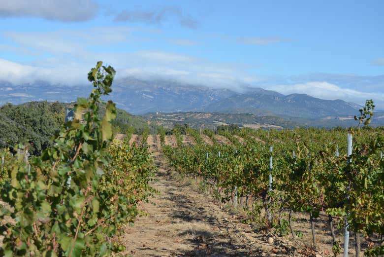 Viñedos de la bodega Idrias