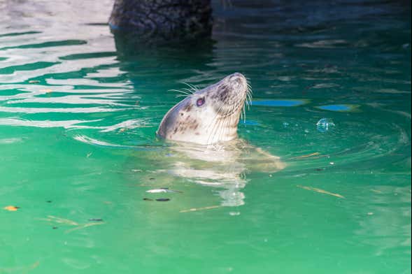 Excursão ao Marineland saindo do leste