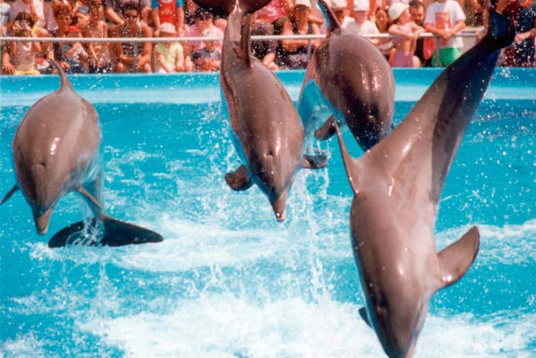Espectáculo de delfines