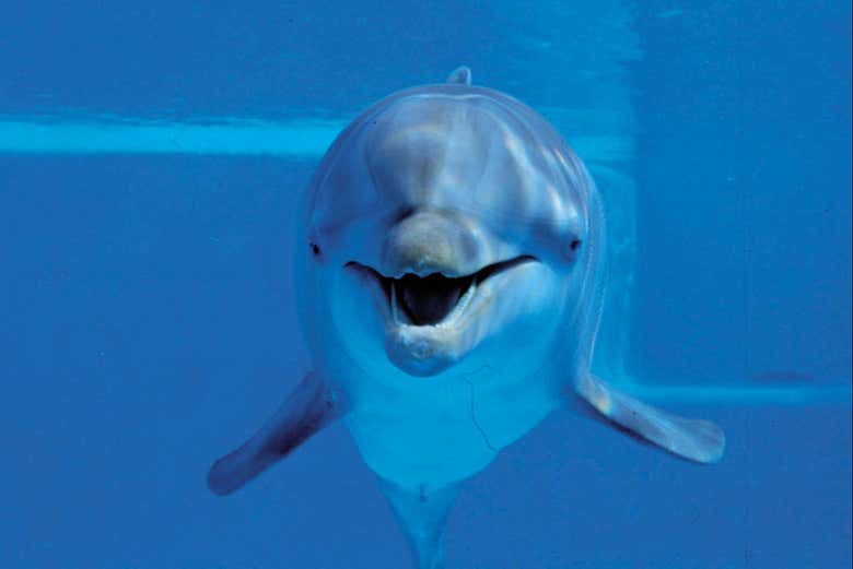 Uno de los mamíferos marinos del delfinario