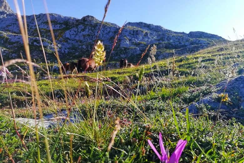 I paesaggi dei Picos de Europa