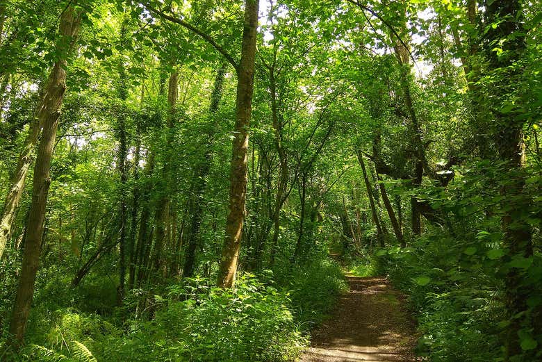 Adentrándonos en el bosque