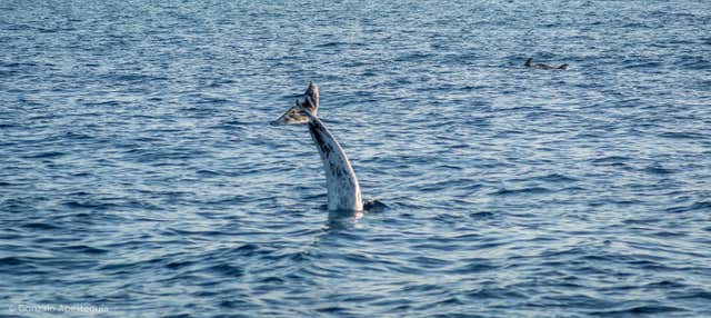 Whale & Dolphin Watching in Puerto Calero
