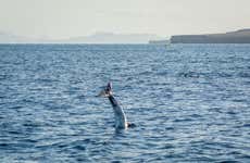 Avistamiento de delfines y ballenas en Puerto Calero