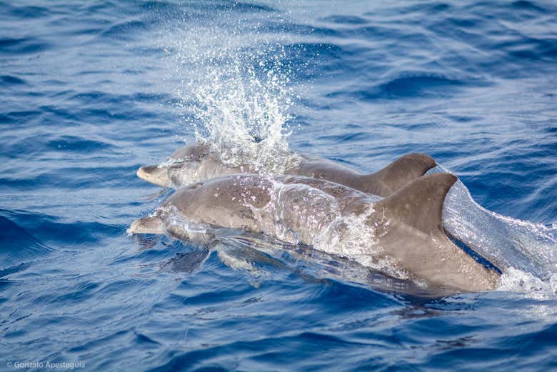 Delfines cerca del barco