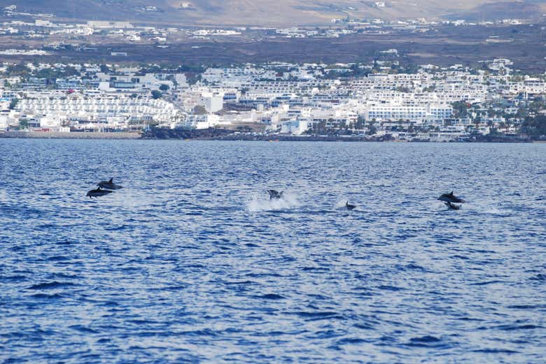 Avistamiento de delfines en Lanzarote