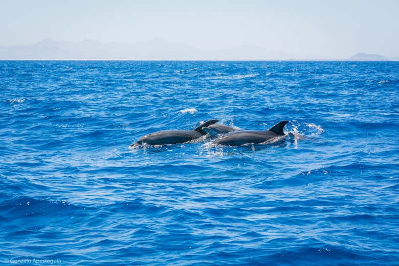 Un grupo de delfines nadando en alta mar