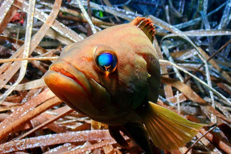 Contemplaremos la fauna marina local