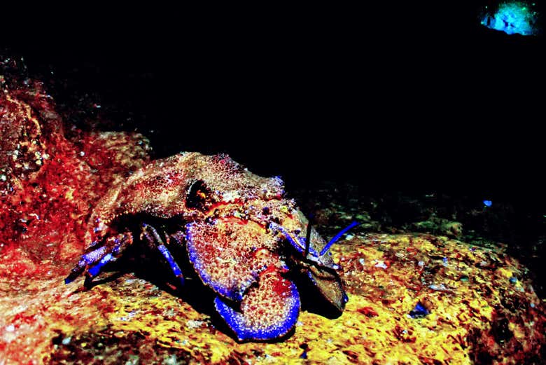 Veremos qué ocultan las profundidades marinas