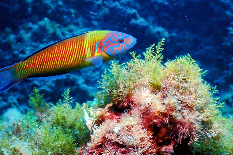 Veremos diferentes especies de peces