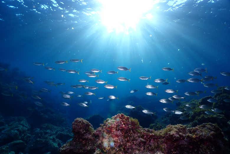 Banco de peces en aguas de Menorca