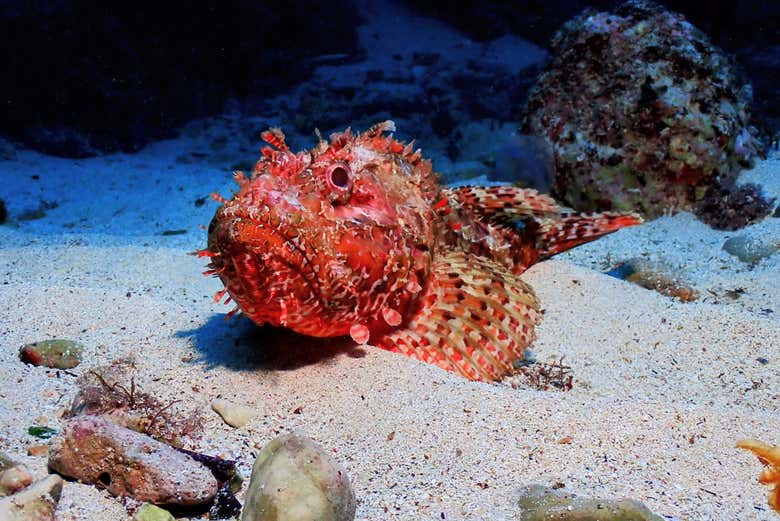 Bucearemos en una zona de gran biodiversidad