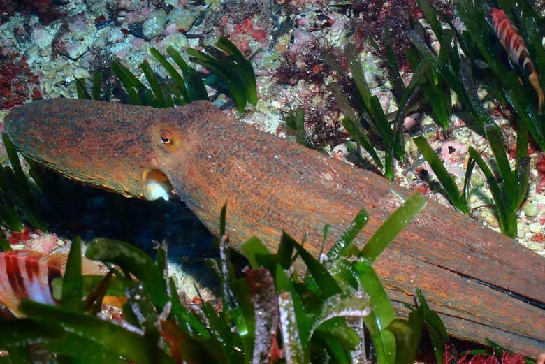 Descubriremos la vida marina de Menorca