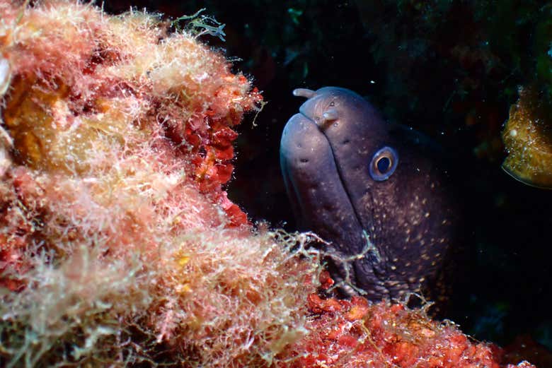 Os sorprenderá la riqueza de especies marinas