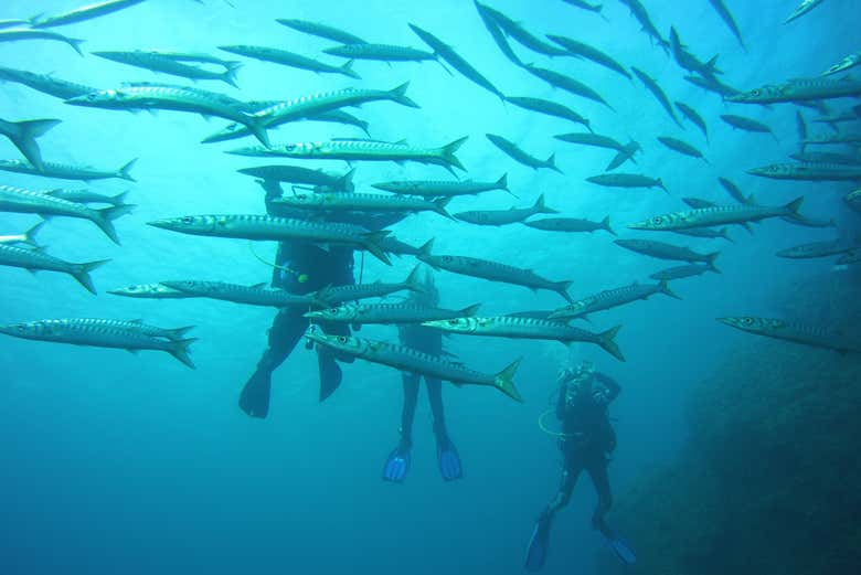 Barracudas à Minorque