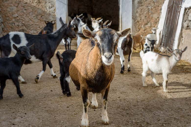 Cabras de la finca