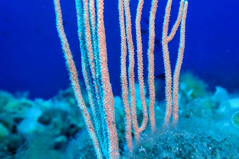 Corales en el mar de Menorca