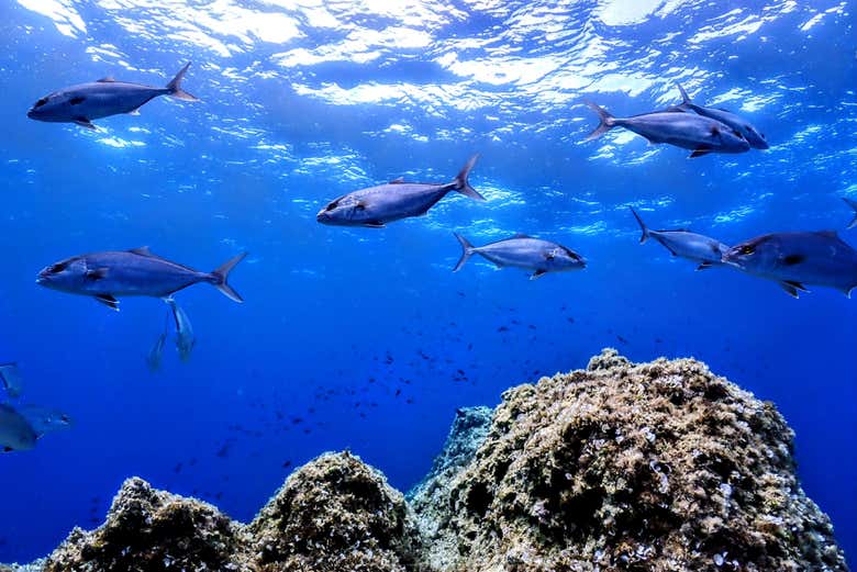 We'll discover many different species of fish