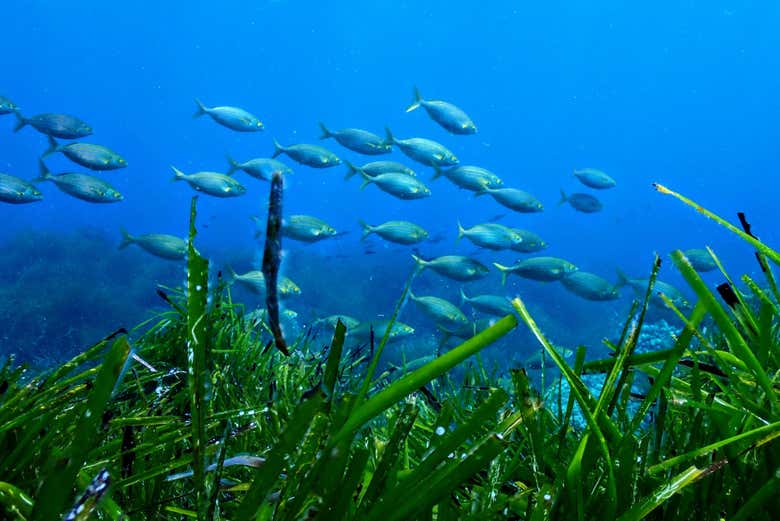 Vida marina en Menorca
