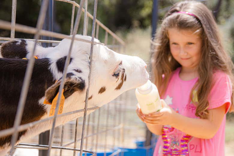 Niña alimentando a una vaca de la quesería