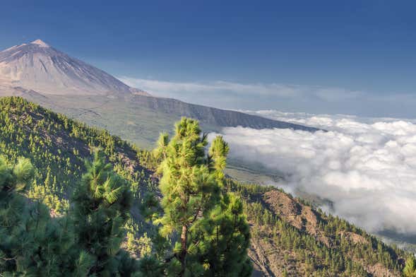 Excursión al Teide y La Orotava para cruceros