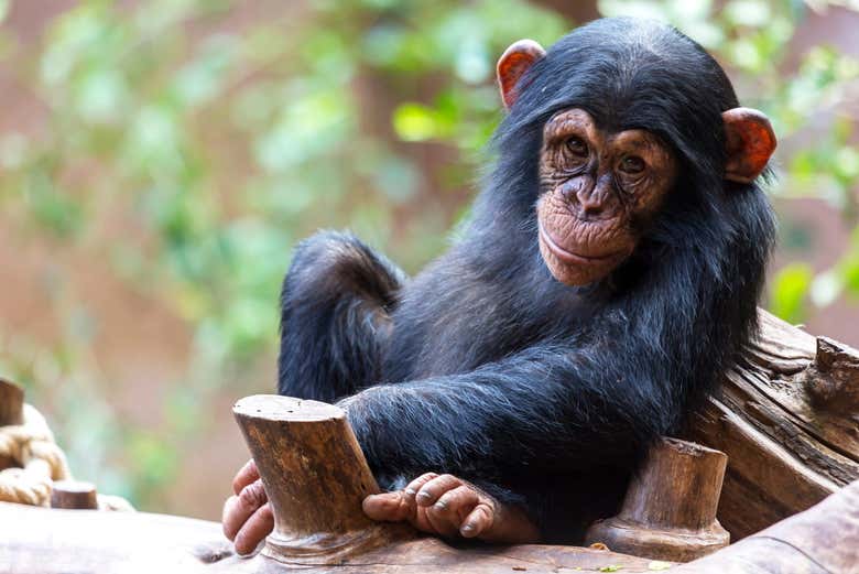 Un simpático chimpancé del Loro Parque
