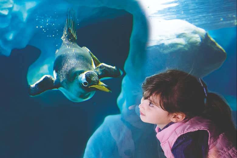 Contemplando a uno de los pingüinos del zoo