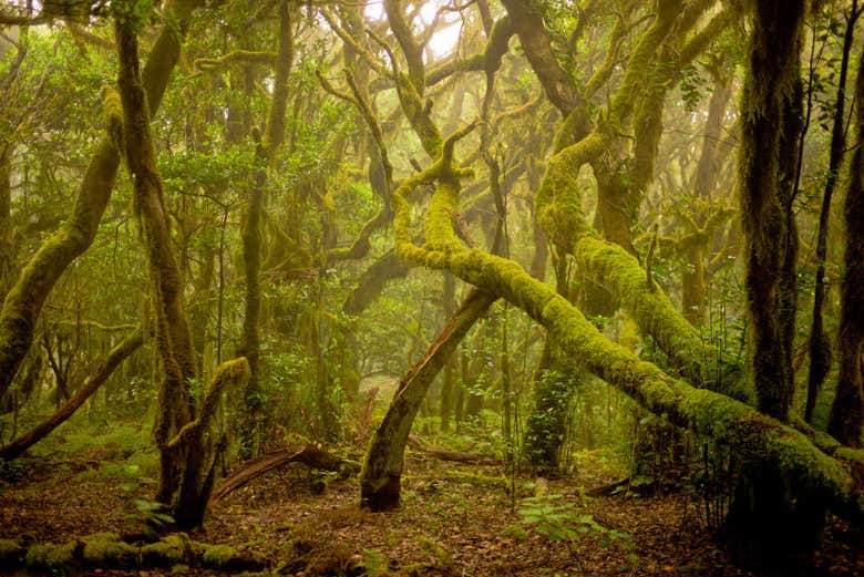 Discovering the laurel forest