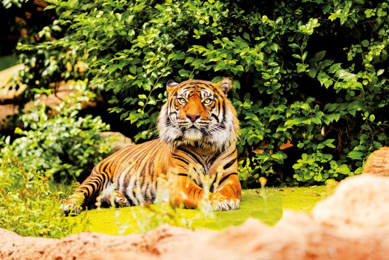 Tigre de Loro Parque