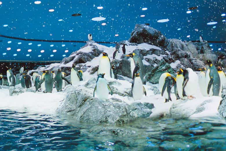 ¡Podréis ver pingüinos de cerca!