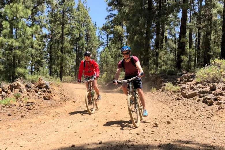 Pedaleando entre pinos canarios