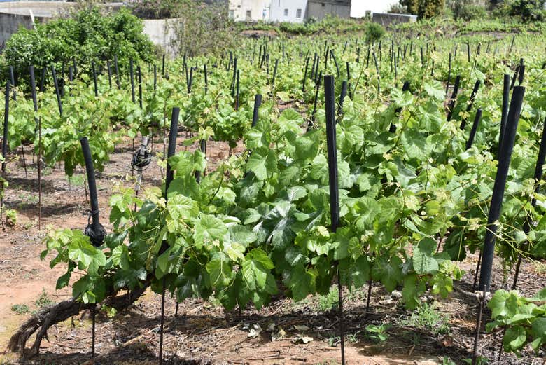 Vigneti del nord di Tenerife