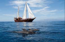 Giro in goletta con avvistamento di cetacei e pranzo