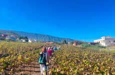 Tour del vino a La Orotava + Visita al Museo del Gofio