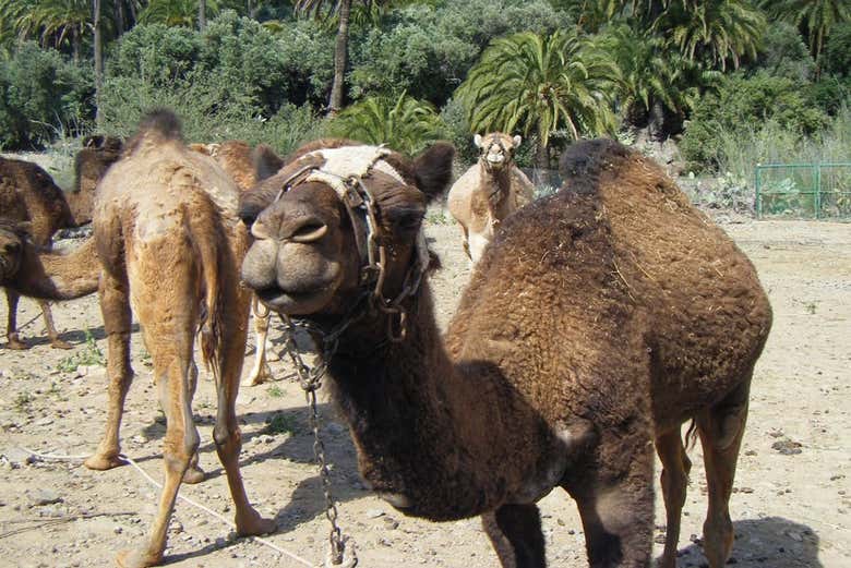 Visitando a los dromedarios de Gran Canaria