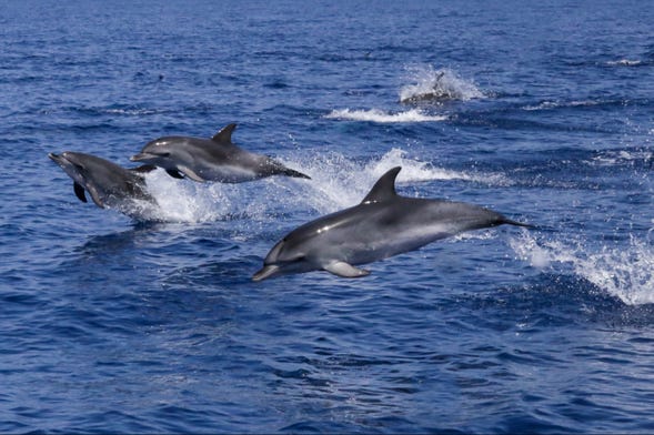 Dolphin Watching in Lanzarote