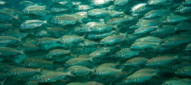 Bautismo de buceo en Puerto del Carmen 
