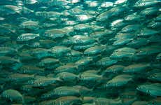 Bautismo de buceo en Puerto del Carmen