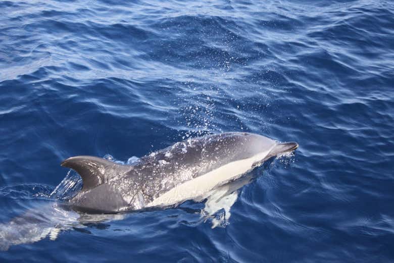 Avistamiento de delfines cerca de la playa de Lobos