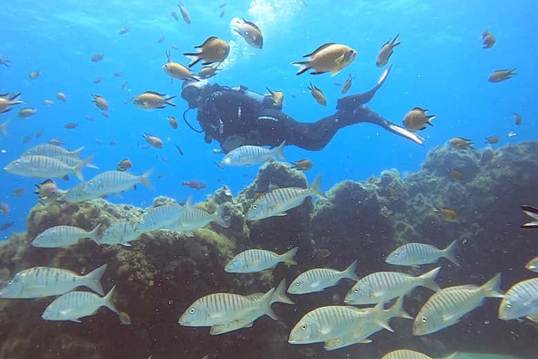 Nadando con los peces de Lanzarote